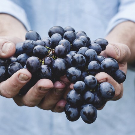 Przecier z ciemnych winogron działający ochronnie na cały układ krążenia – poznaj bliżej właściwości lecznicze ciemnych winogron. 